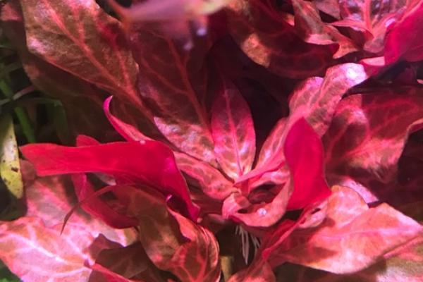 血心兰水草需要二氧化碳吗，需定时定量的输入二氧化碳