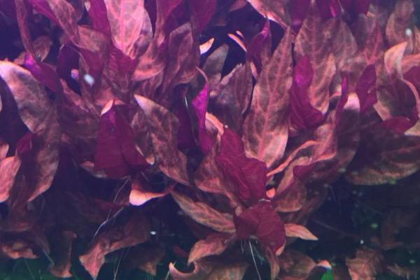 血心兰水草需要二氧化碳吗，需定时定量的输入二氧化碳
