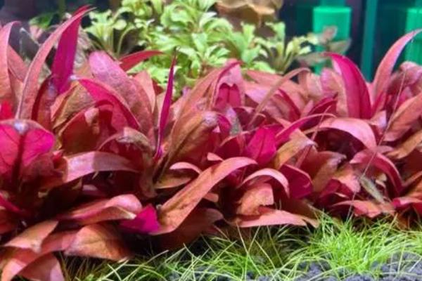 血心兰水草需要二氧化碳吗，需定时定量的输入二氧化碳