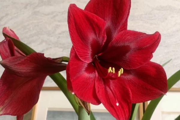 朱顶红的花语，渴望被爱、成双成对均是它的花语