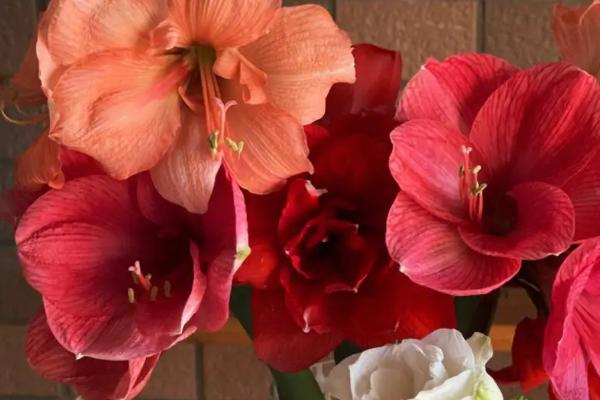 朱顶红的花语，渴望被爱、成双成对均是它的花语