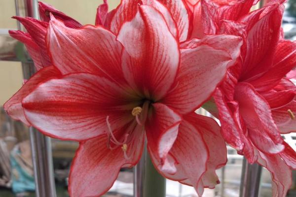 朱顶红的花语，渴望被爱、成双成对均是它的花语