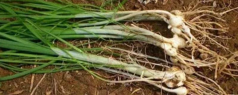 野蒜如何正确浇水