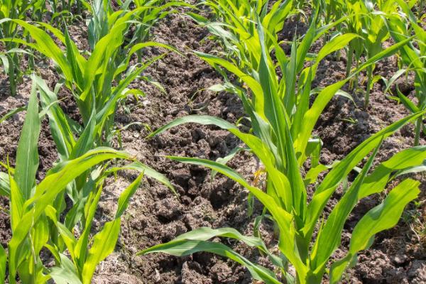 吉第859玉米种子特征特性，中等肥力以上地块栽培