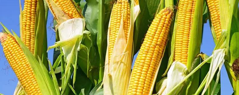 龙雨555玉米品种简介