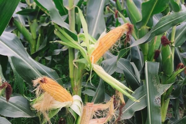 龙雨555玉米品种简介，4月下旬至5月上旬播种