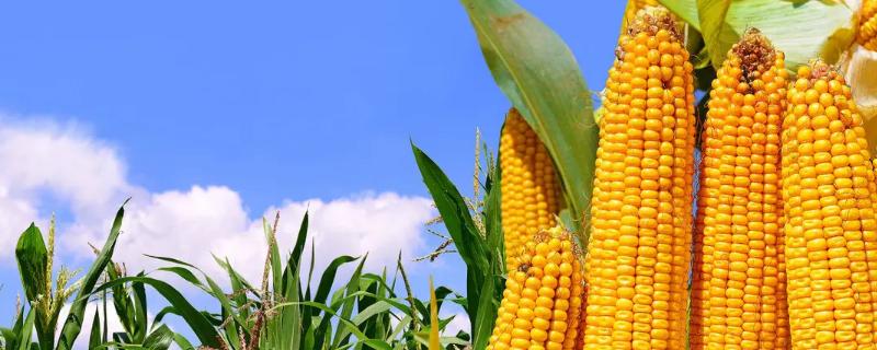 瑞兴18玉米品种的特性