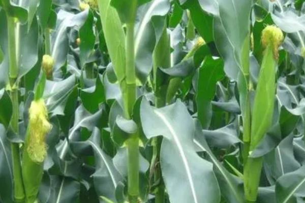 瑞兴18玉米品种的特性，中抗茎腐病