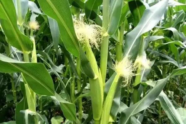 先丰168玉米品种的特性，中等肥力以上地块栽培