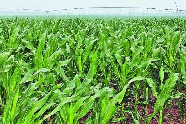 金园22玉米品种的特性，4月下旬至5月上旬播种