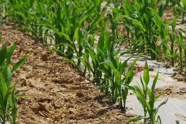 金园22玉米品种的特性，4月下旬至5月上旬播种