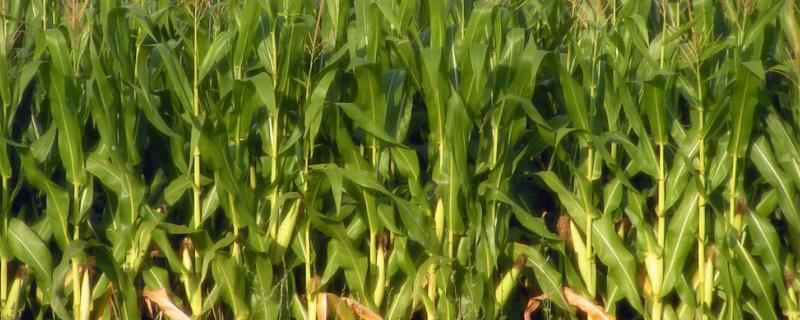 金粮58玉米种子简介