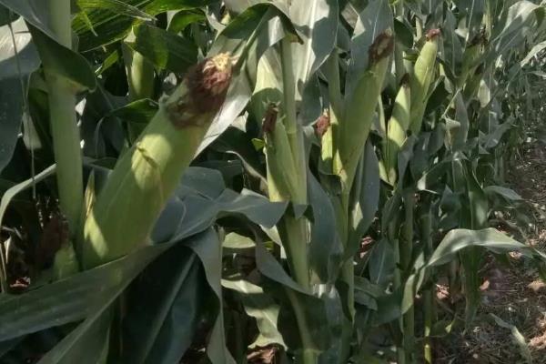 恒泽106玉米品种简介，中晚熟品种