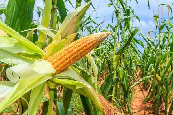 梨玉857玉米种子简介，中抗茎腐病