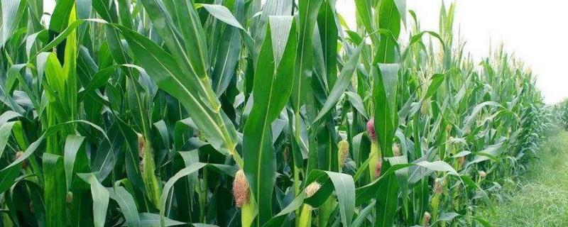 吉川198玉米品种的特性