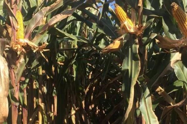 吉川198玉米品种的特性，4月下旬至5月上旬播种