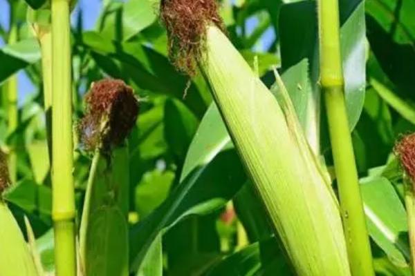 德黑8209玉米品种简介，中抗大斑病