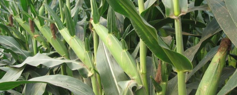 鸿基927玉米种子特点