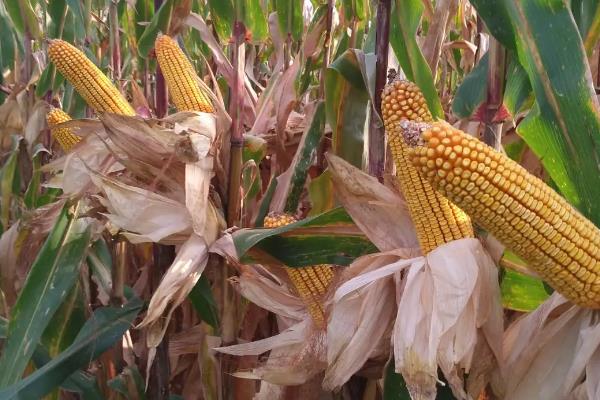 鸿基927玉米种子特点，中熟品种