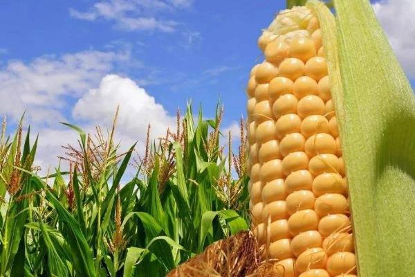 鸿基927玉米种子特点，中熟品种