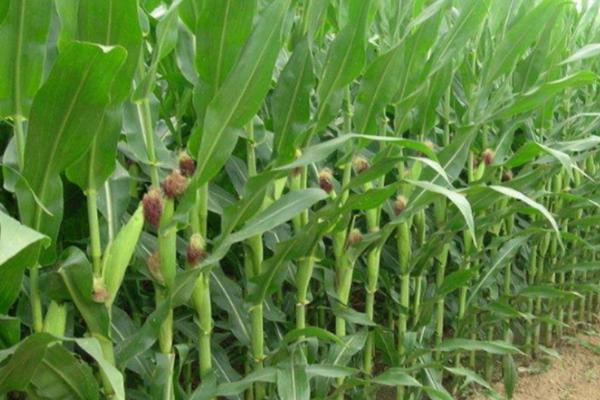 吉农玉1902玉米品种的特性，精量播种