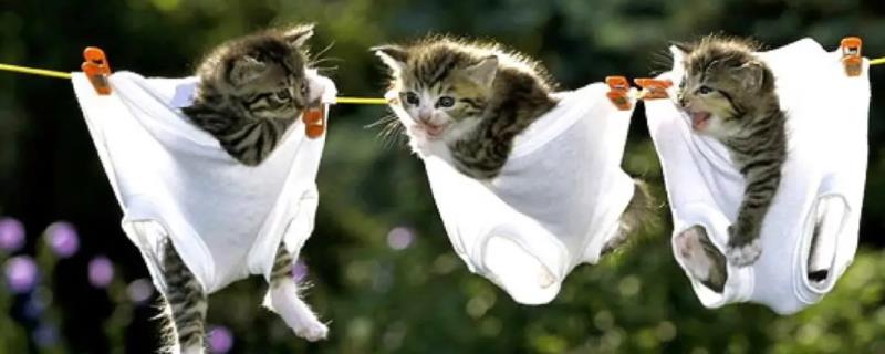 猫咪挑食如何解决