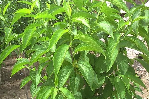 杜仲亩产多少斤，亩产量在1000-2000斤左右