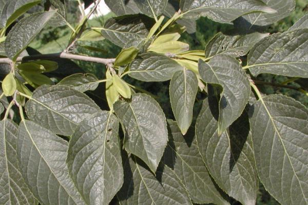 杜仲亩产多少斤，亩产量在1000-2000斤左右