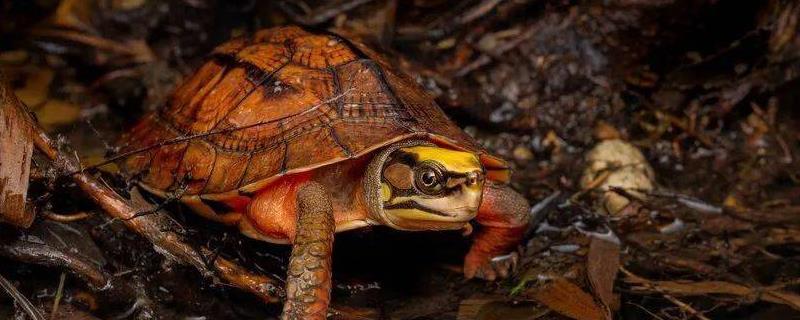 三线闭壳龟好不好养