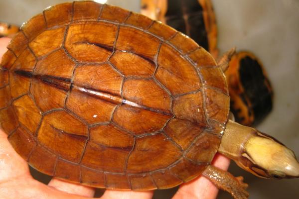 三线闭壳龟好不好养，适应能力较差、属于不易饲养的龟种