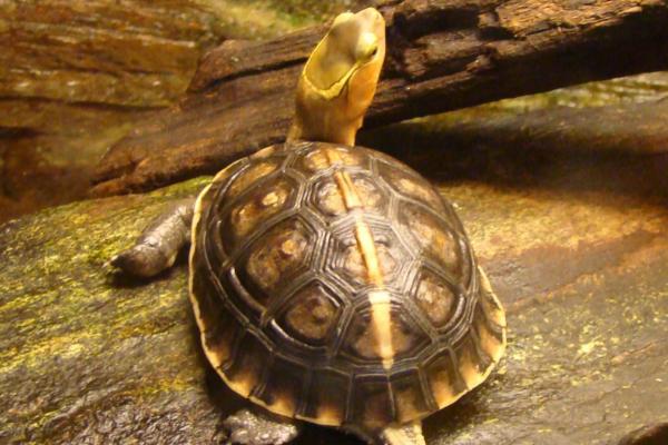 三线闭壳龟好不好养，适应能力较差、属于不易饲养的龟种