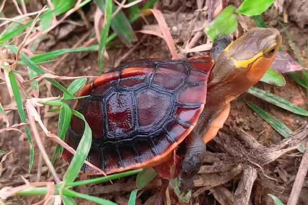 三线闭壳龟好不好养，适应能力较差、属于不易饲养的龟种