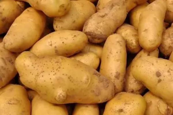 什么是马铃薯，也叫土豆、是一种粮食作物
