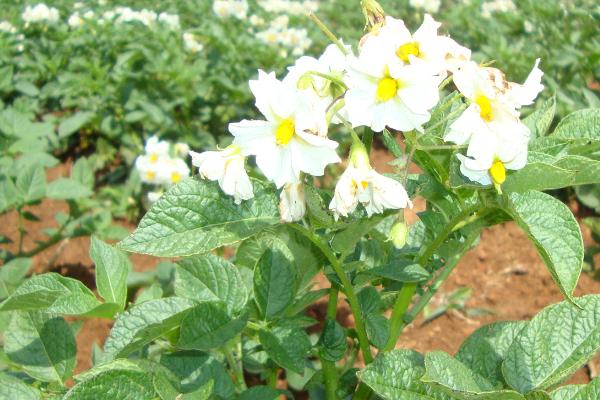 什么是马铃薯，也叫土豆、是一种粮食作物