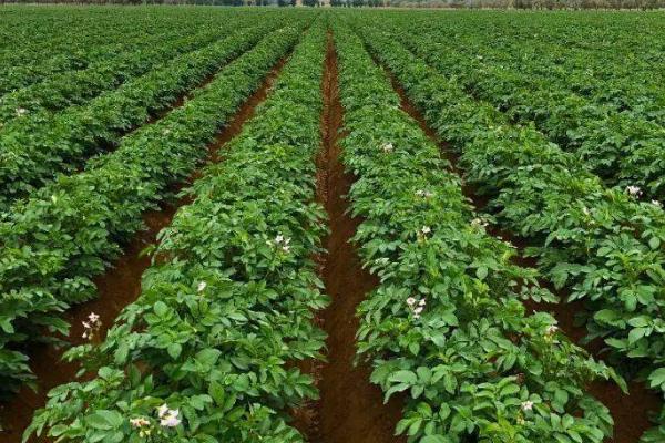 什么是马铃薯，也叫土豆、是一种粮食作物