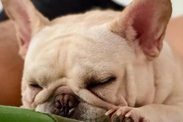 狗会不会感冒，会感冒但一般可以自愈