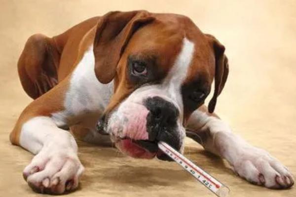 狗会不会感冒，会感冒但一般可以自愈