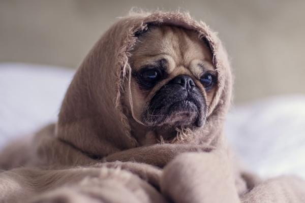 狗会不会感冒，会感冒但一般可以自愈