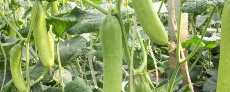 黄瓜种子催芽方法