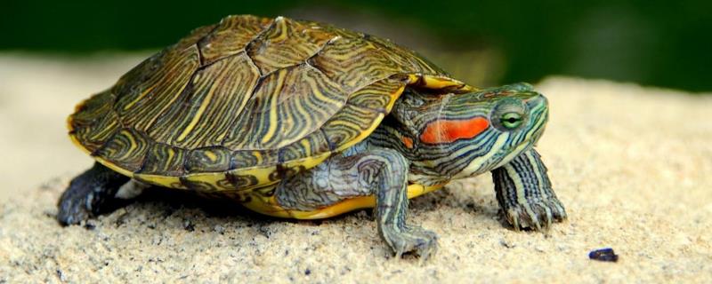 如何判断巴西红耳龟是否怀孕