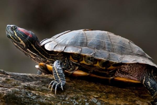 如何判断巴西红耳龟是否怀孕，怀孕后腹部会变大、食量也会增加