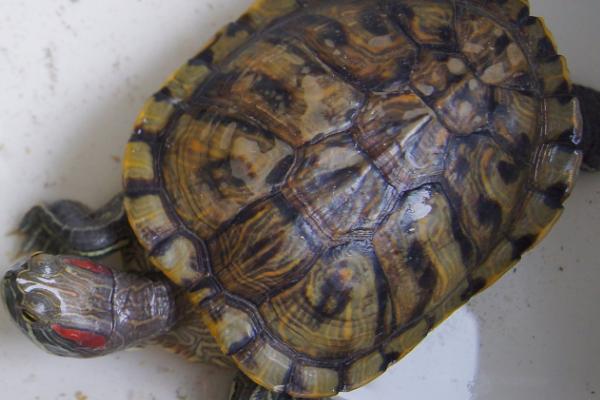 如何判断巴西红耳龟是否怀孕，怀孕后腹部会变大、食量也会增加