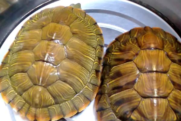 如何判断巴西红耳龟是否怀孕，怀孕后腹部会变大、食量也会增加