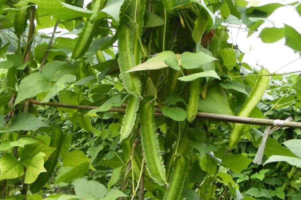 四棱豆冬天可以种植吗，气候寒冷的冬天不适合种植四棱豆