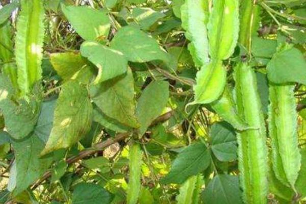 四棱豆冬天可以种植吗，气候寒冷的冬天不适合种植四棱豆