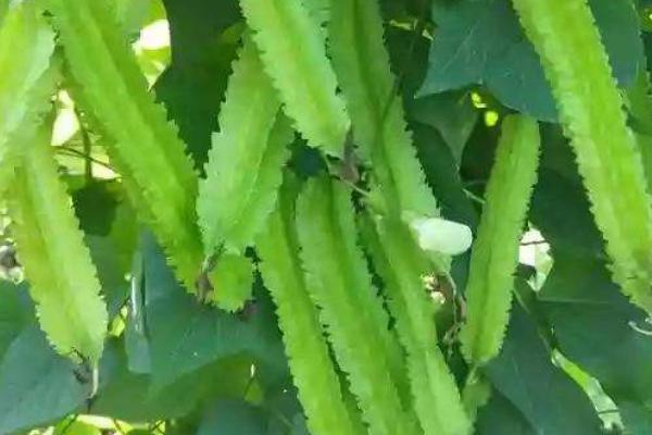 四棱豆冬天可以种植吗，气候寒冷的冬天不适合种植四棱豆