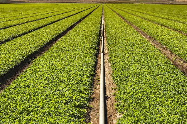 土壤酸碱度对作物生长有哪些影响，注意有这四方面