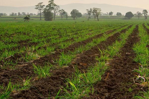 土壤酸碱度对作物生长有哪些影响，注意有这四方面