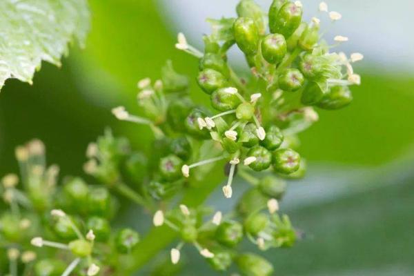 葡萄开花前后怎样管理，花期前和花开后都要追肥处理