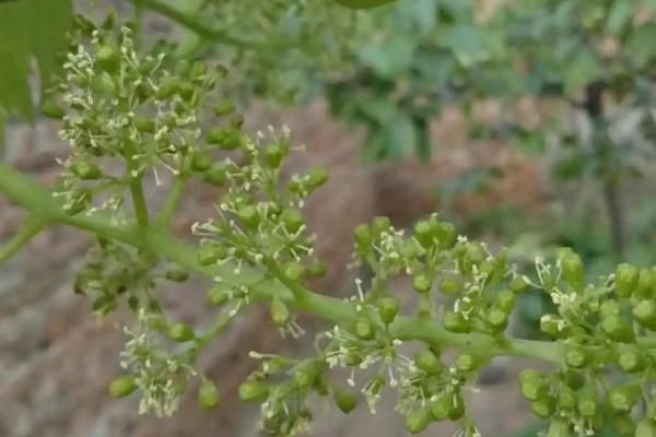 葡萄开花前后怎样管理，花期前和花开后都要追肥处理